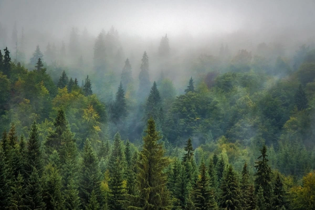 Bosque
