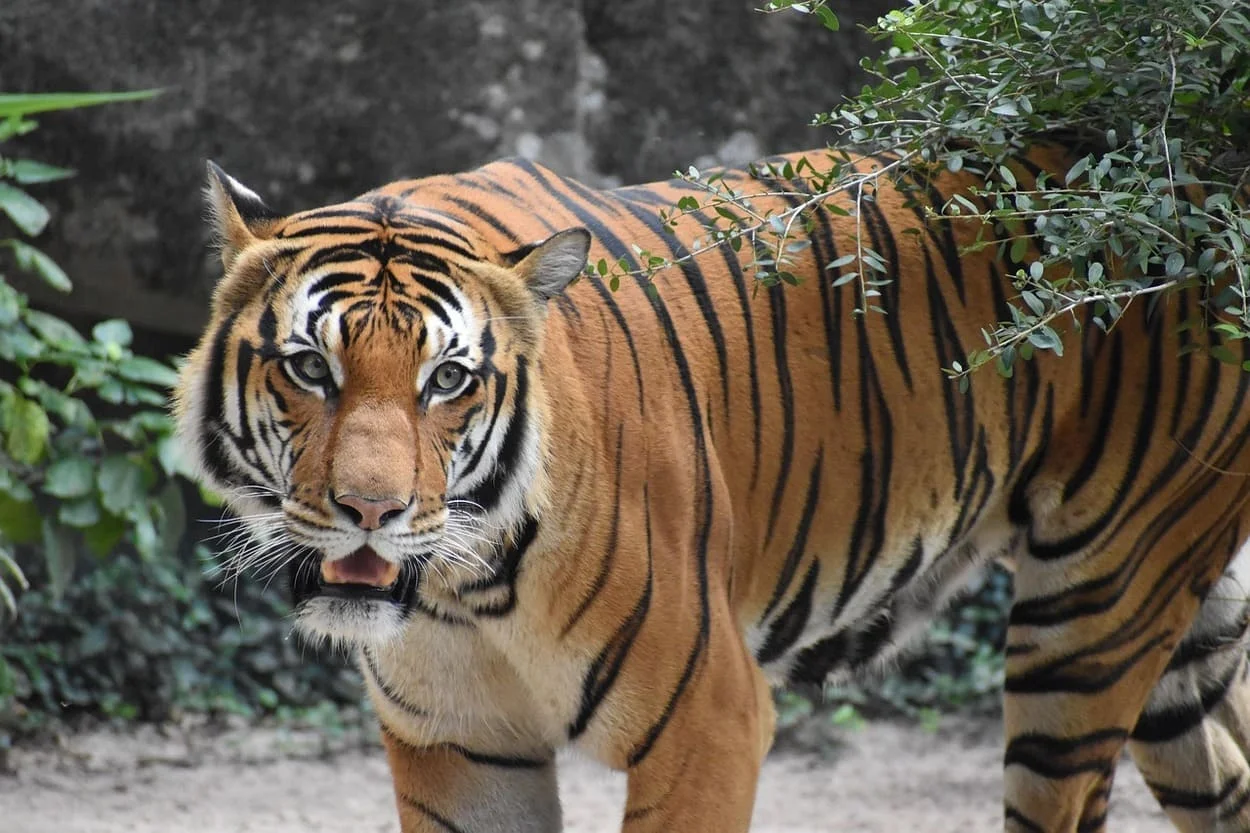 Tigre de Malasia en peligro crítico de extinción
