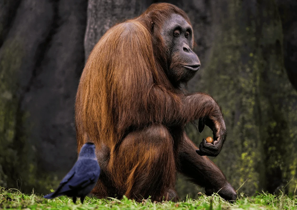 Orangután de Borneo sentado en el suelo