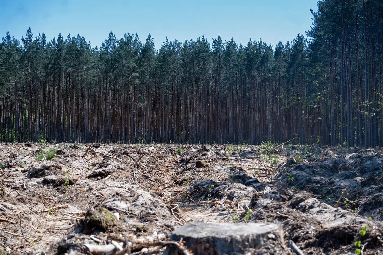 Zona deforestada junto a un bosque de pinos
