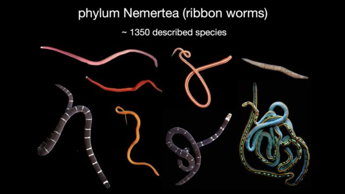 Diversidad de gusanos nemertinos marinos; ejemplares de distintos colores y formas sobre fondo negro.