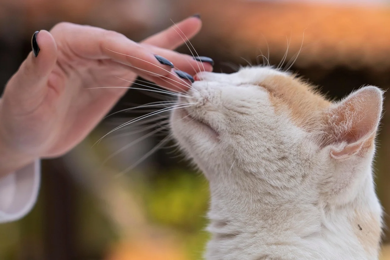 Gato olfateando la mano de una persona