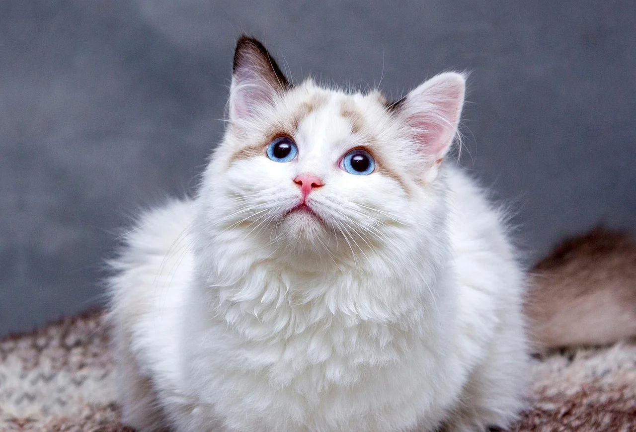 Gato de pelaje blanco y ojos azules
