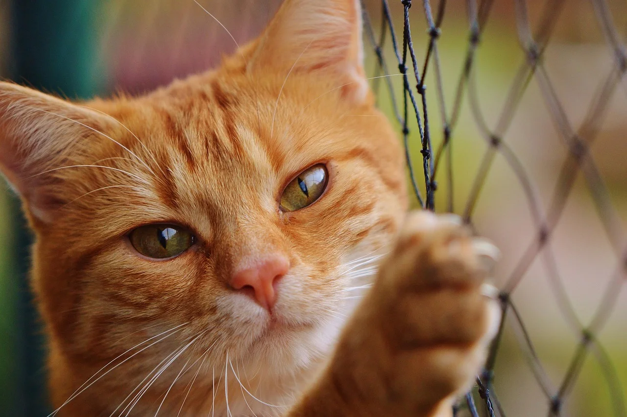 Gato naranja tras una red