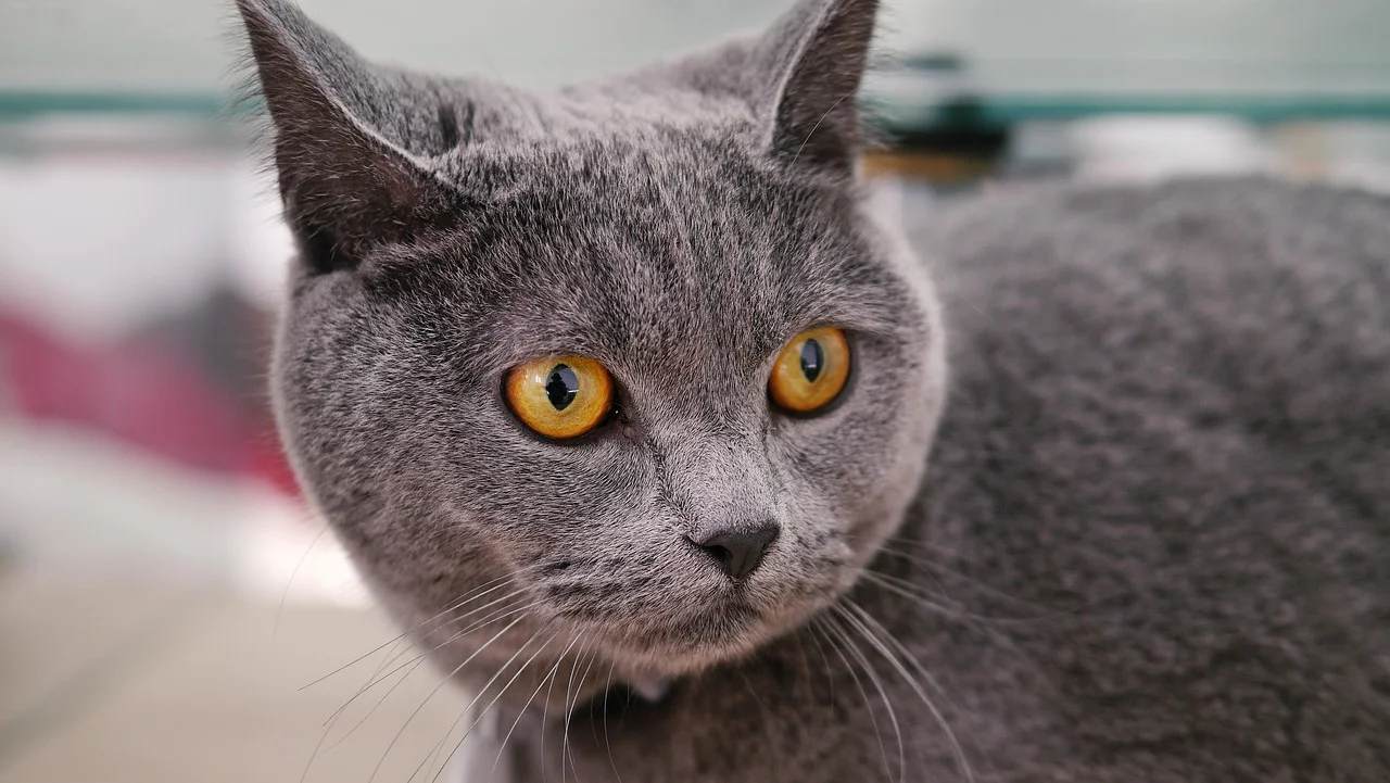 Gato gris con ojos amarillos