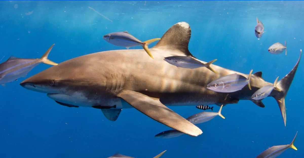 Tiburón oceánico de puntas blancas hembra alimentándose
