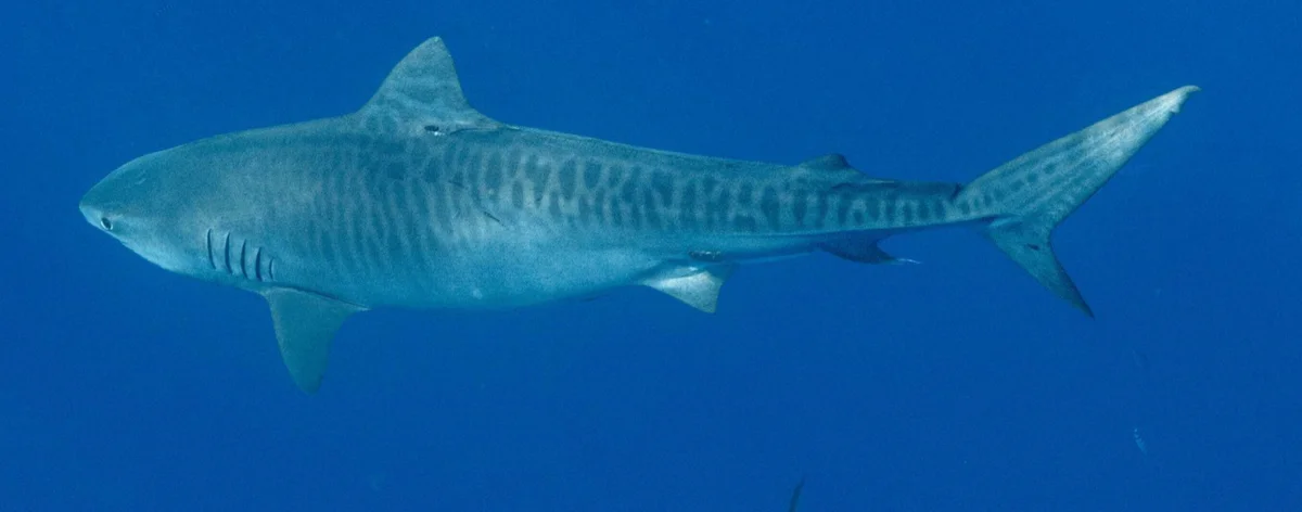 Tiburón tigre macho en el lugar