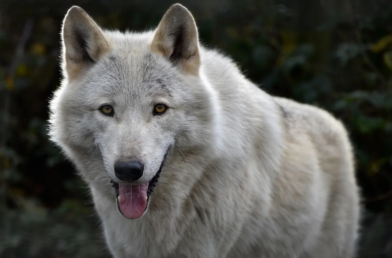 Lobo de Alaska