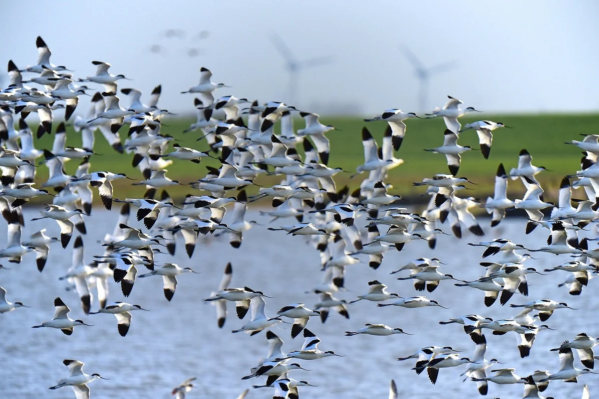 Avocetas migratorias