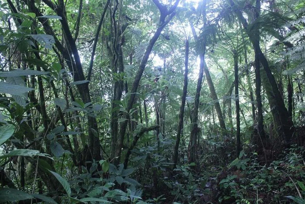 Densa vegetación y luz filtrada en la selva del monte Camerún