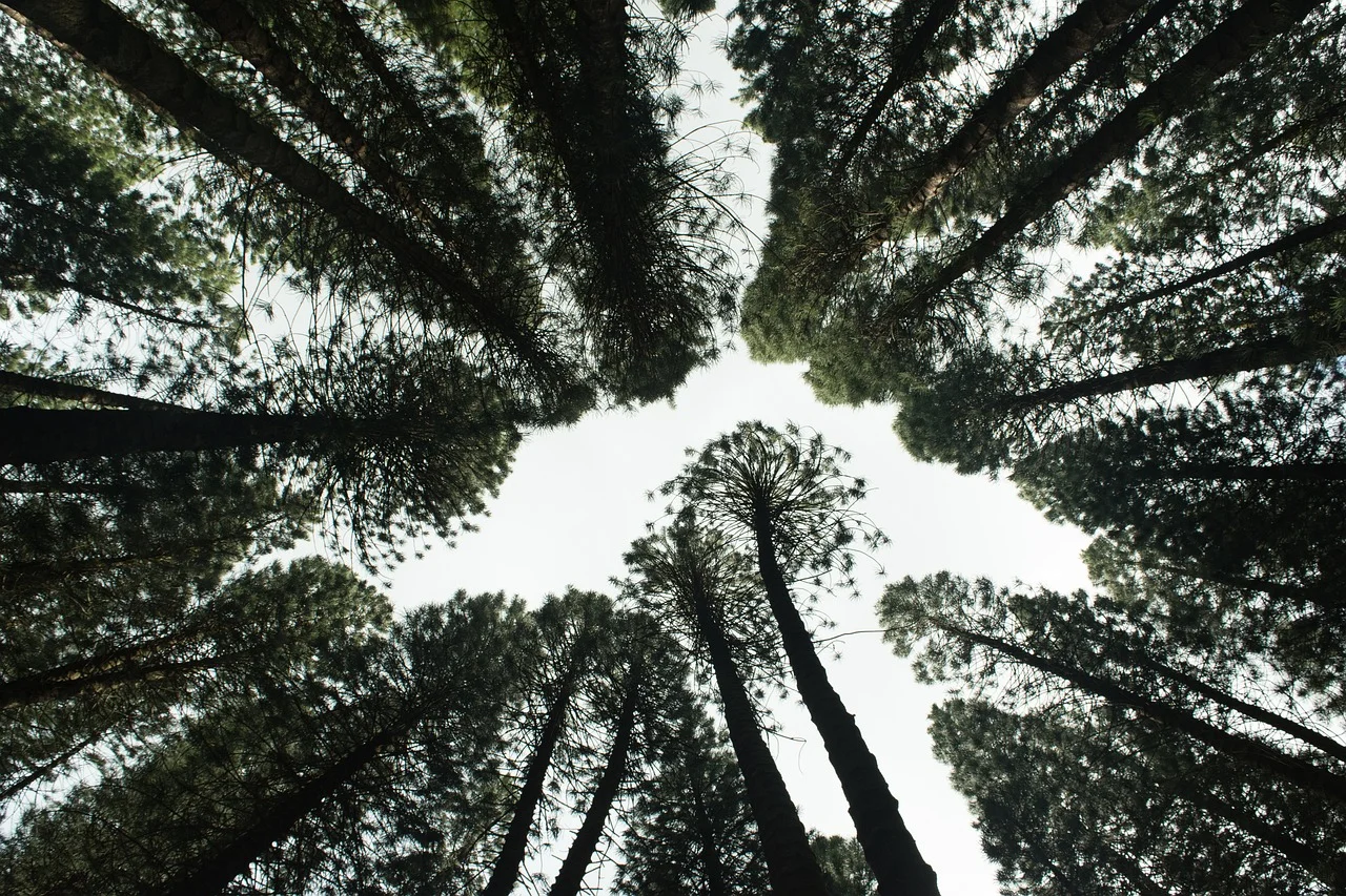 Bosque de coníferas
