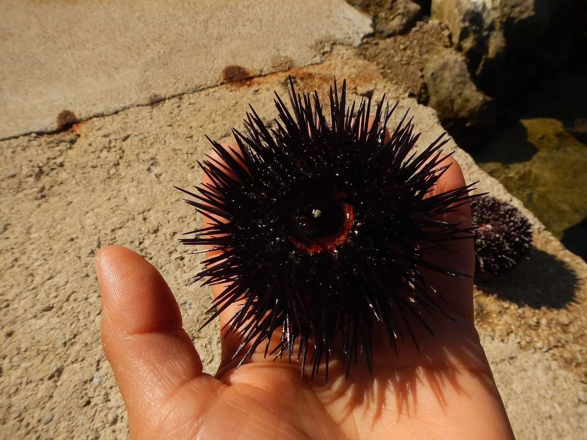 Erizo de mar oscuro sostenido en la palma de una mano sobre el fondo de una roca