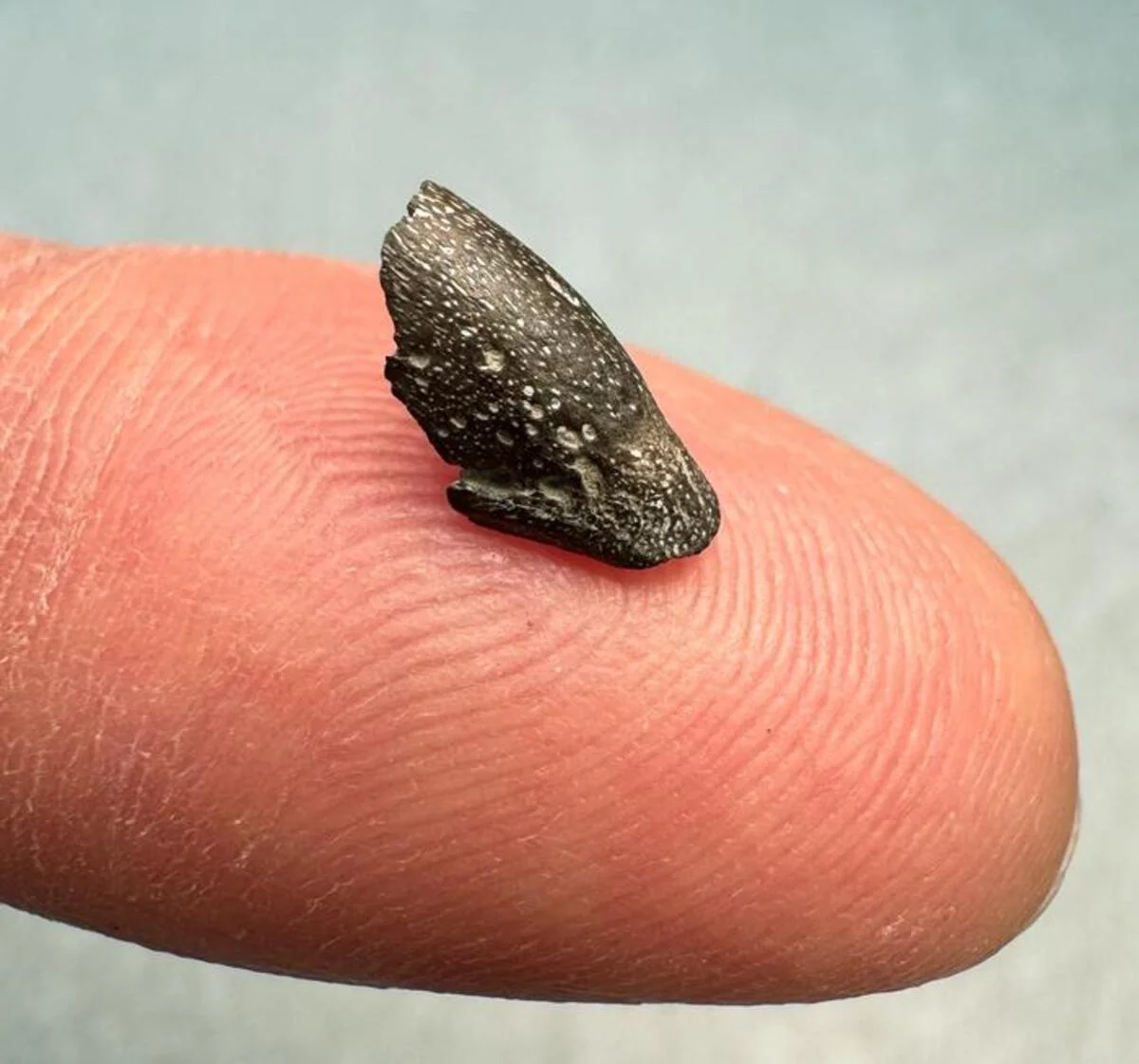 Fósil de pico de ave en dedo humano