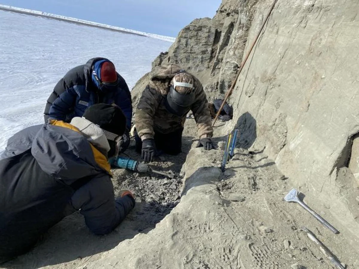 Paleontólogos excavando en Alaska