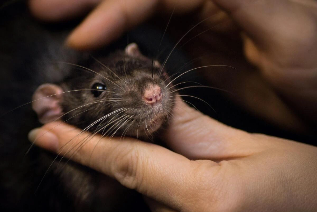 Manos sujetando a una rata de laboratorio, principal reservorio de la peste negra