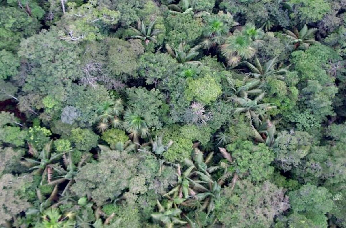 Vista aérea de la selva tropical baja en la Amazonía peruana