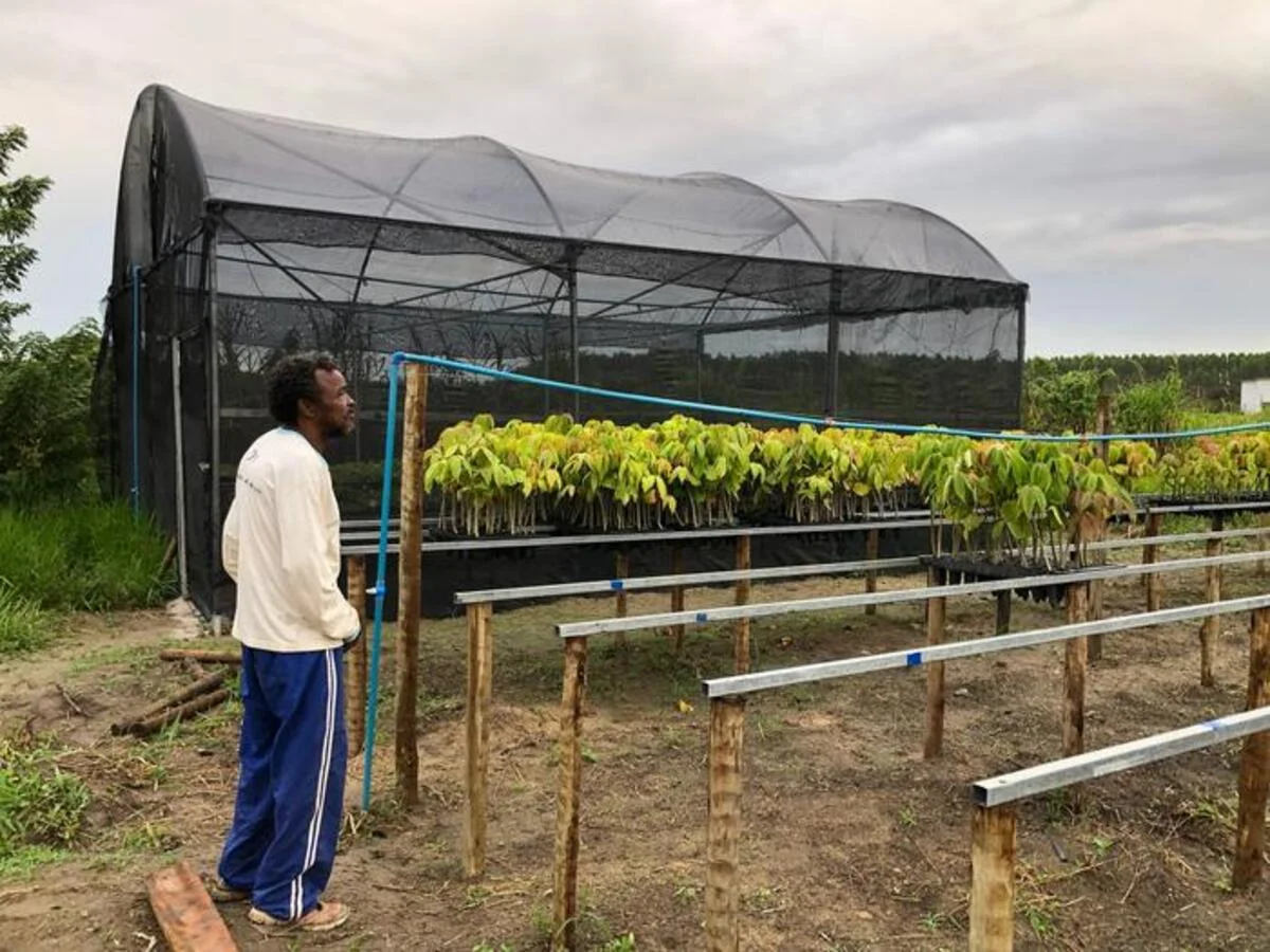 André Luiz, de la comunidad quilombola de Ribeirão, observa el vivero de reforestación en Bahía, Brasil.