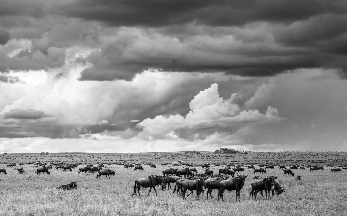 Ñus Connochaetes taurinus en la sabana de Tanzania bajo un cielo nublado