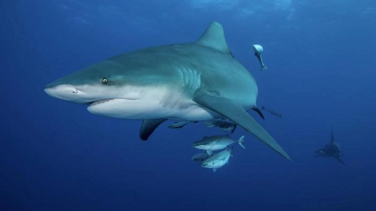 Camrin Braun del Grupo de Depredadores Marinos coloca etiquetas satelitales en tiburones, siguiendo rutas migratorias de hasta 16.000 km y profundidades de más de 900 metros.