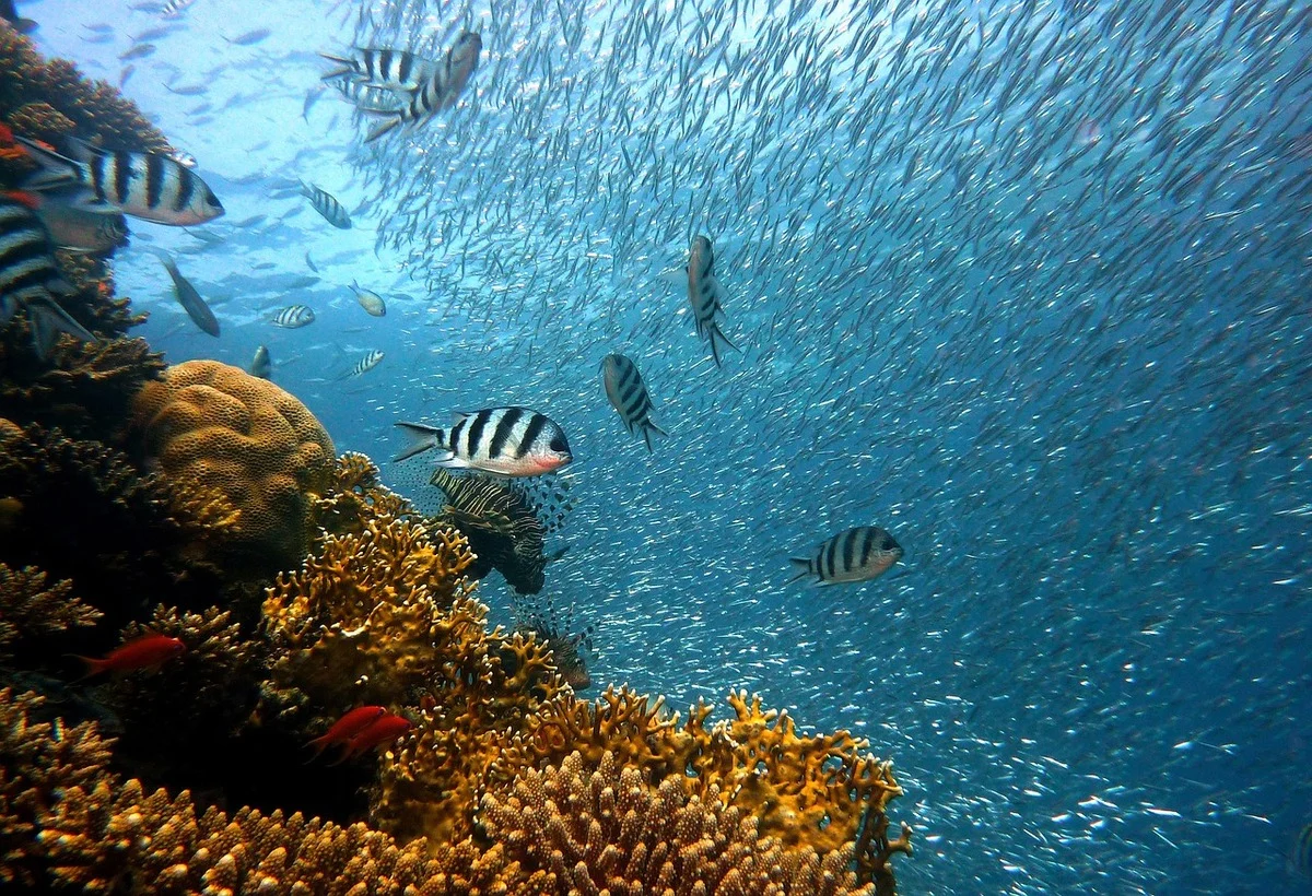 Banco de peces nadando entre corales en aguas cristalinas, ilustrando la biodiversidad marina de los océanos.