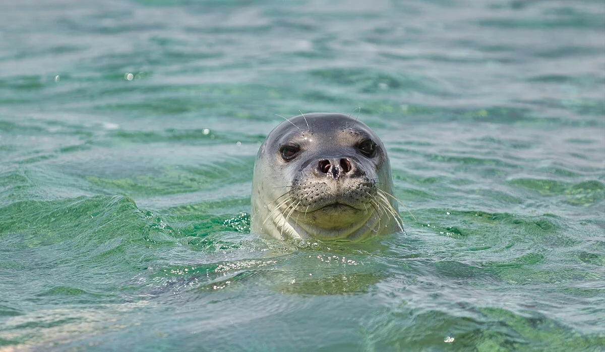 Foca monje mediterránea nadando en aguas claras.