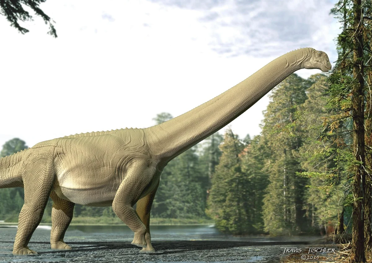Recreación artística de Diamantinasaurus matildae alimentándose