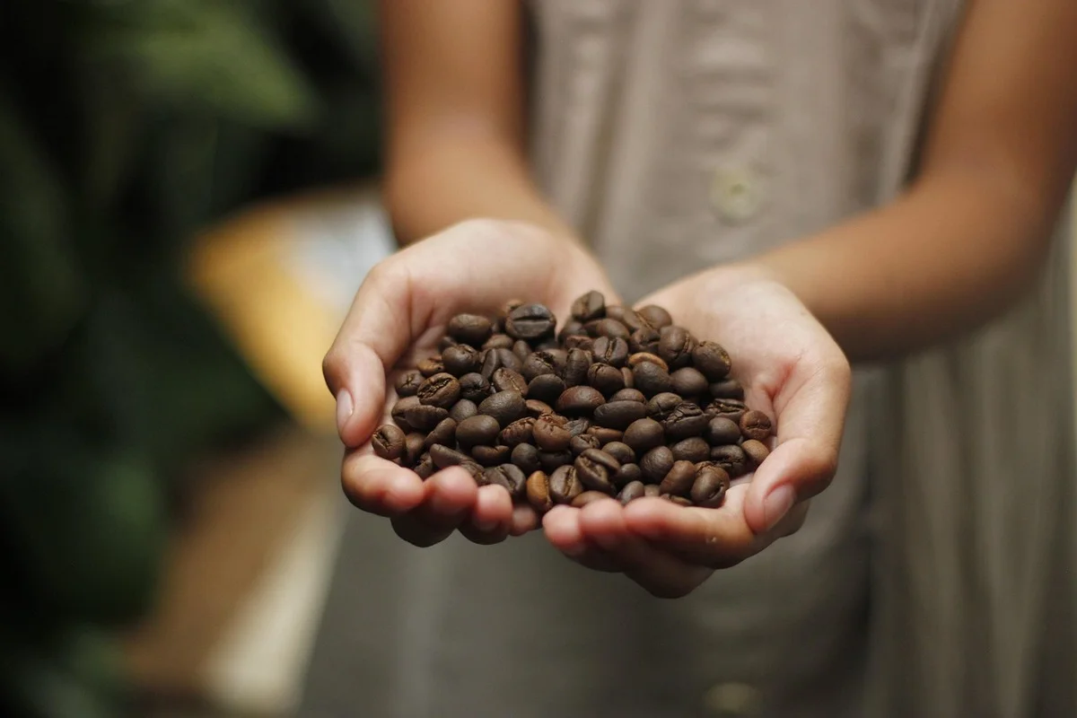 Granos de café Kopi Luwak en manos