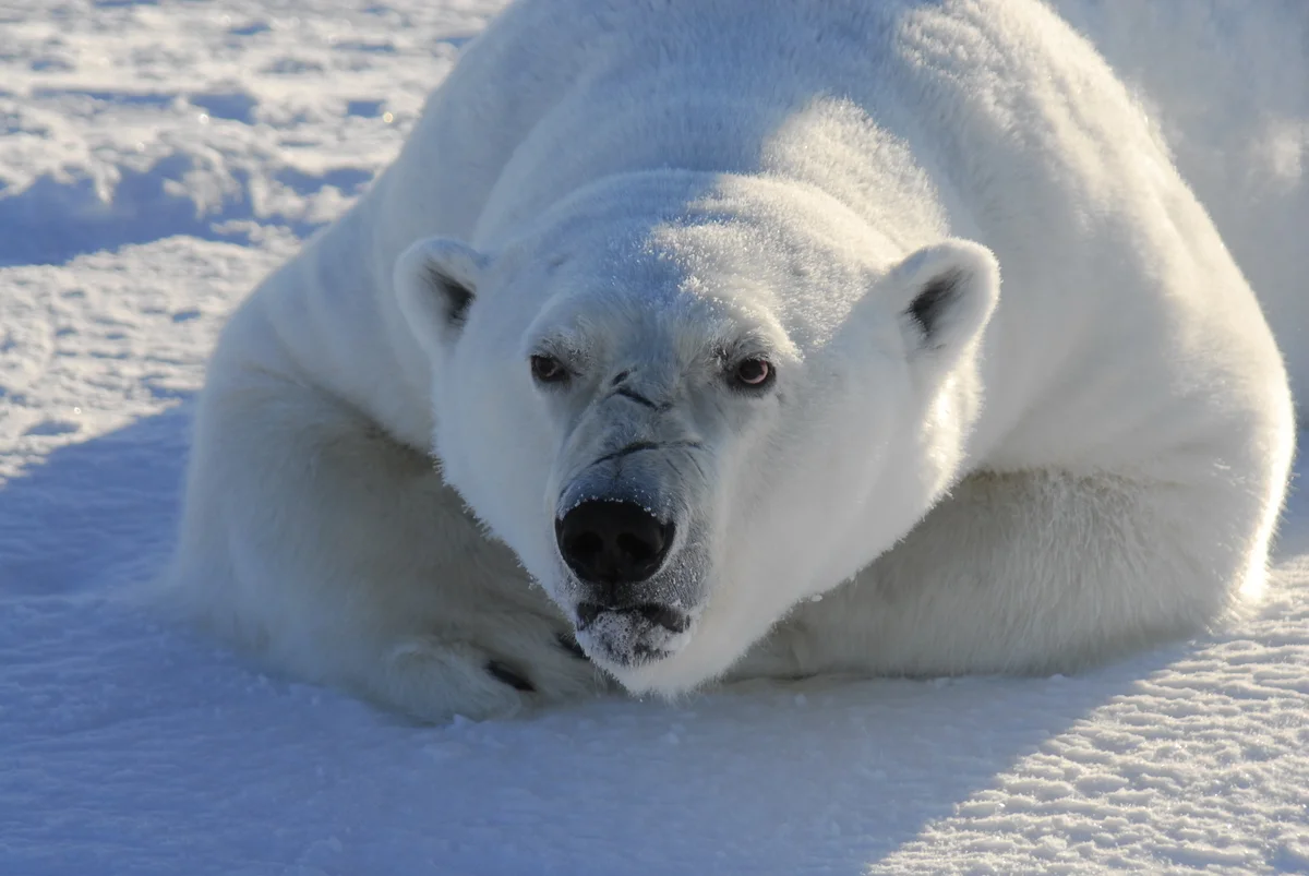Oso polar descansando sobre la nieve en el paisaje ártico