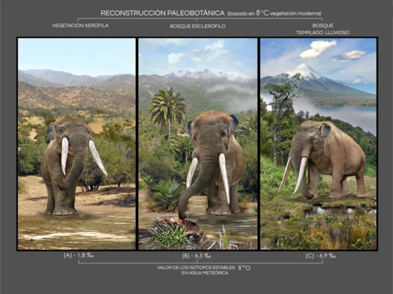 Reconstrucción paleobotánica de ecosistemas de mastodontes en Chile.