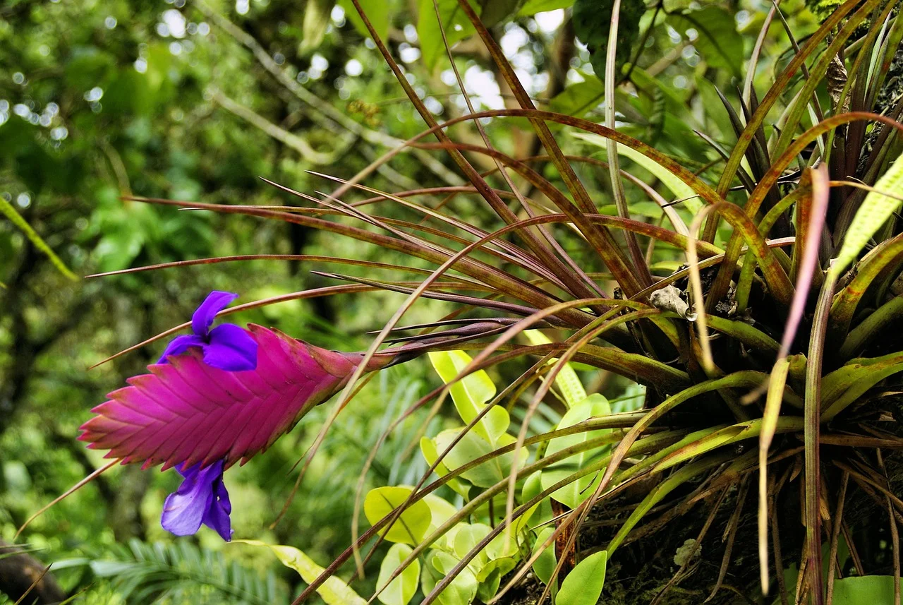 Tillandsia y Bromelia