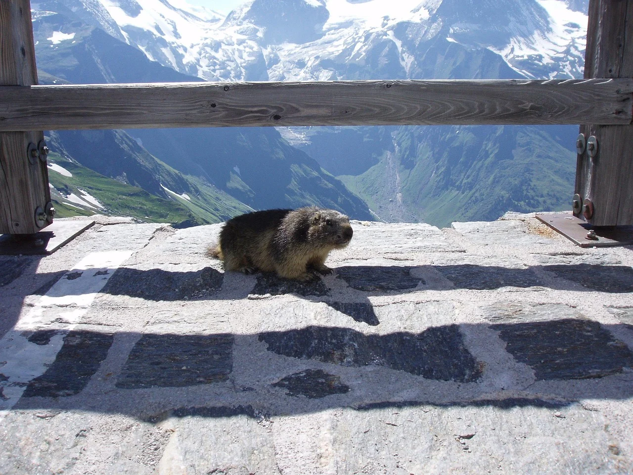 marmota alpina