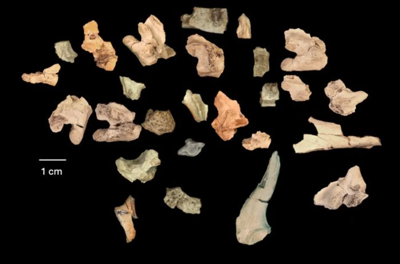 Fósiles de huesos del lagarto prehistórico Bolg amondol encontrados en Utah