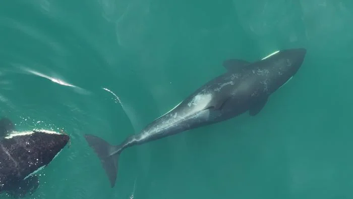 Dos orcas nadan en aguas claras; una lleva algas en la boca.