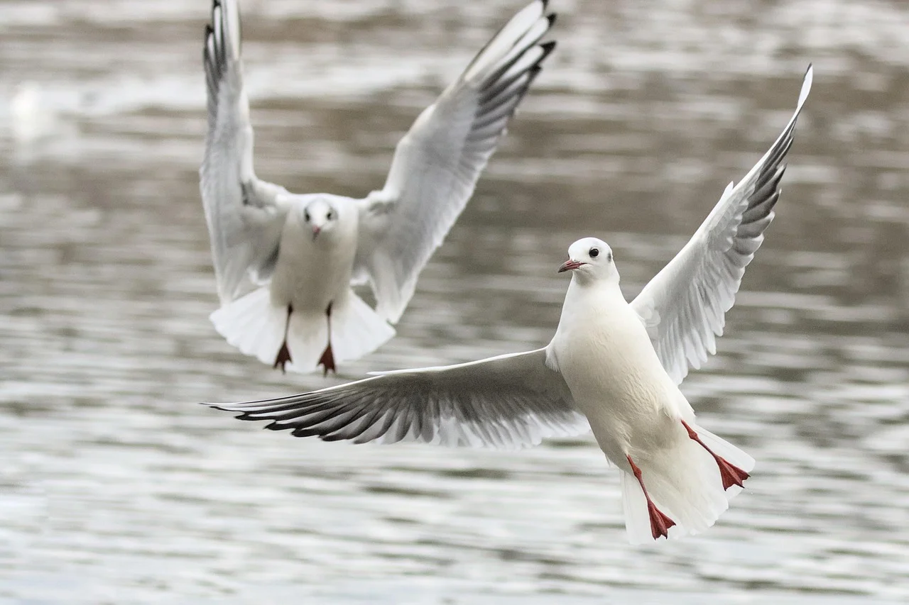 Dos gaviotas