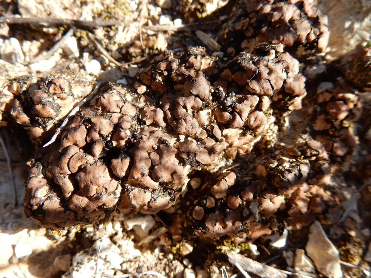 Clavascidium lacinulatum, liquen punteado marrón, en el desierto de Mojave