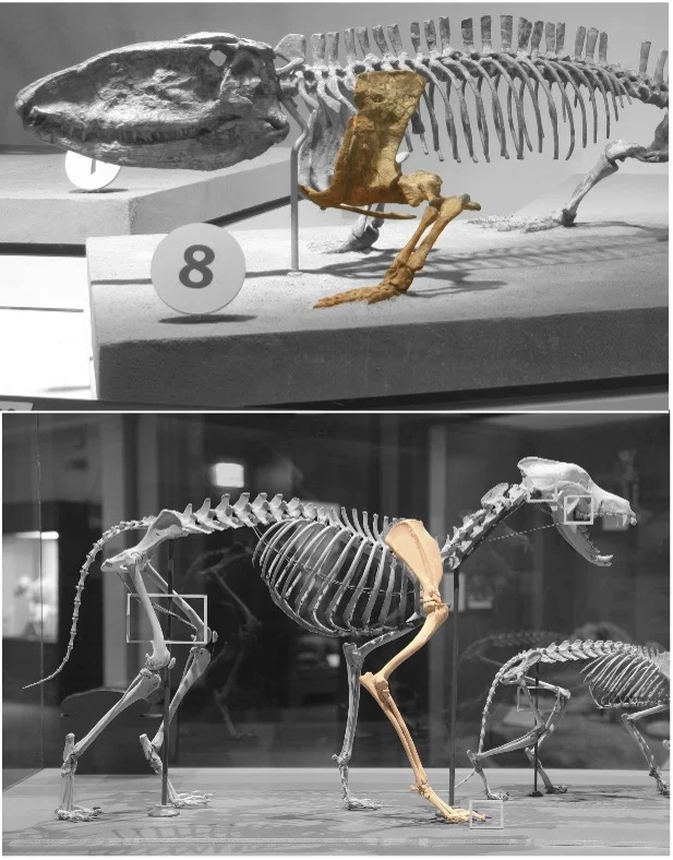 Comparación entre Ophiacodon y un perro, mostrando la transición evolutiva de la postura
