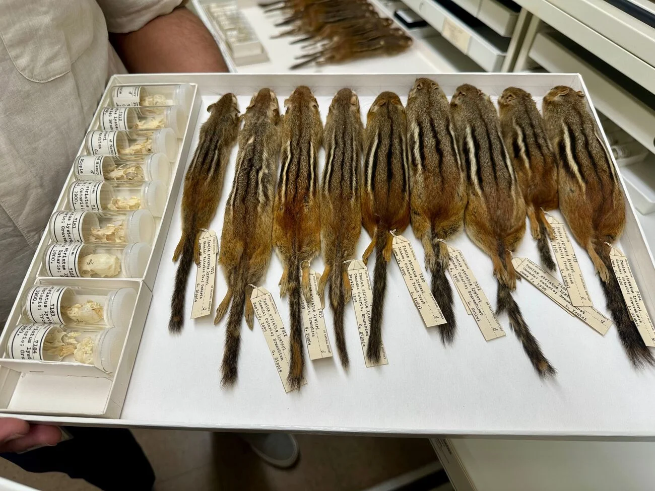 Ejemplares de ardilla listada en colección científica, conservados en el Museo Field.