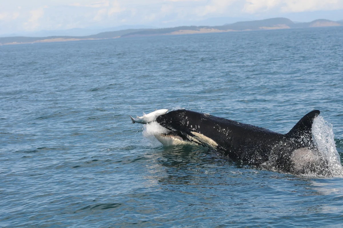 Orca