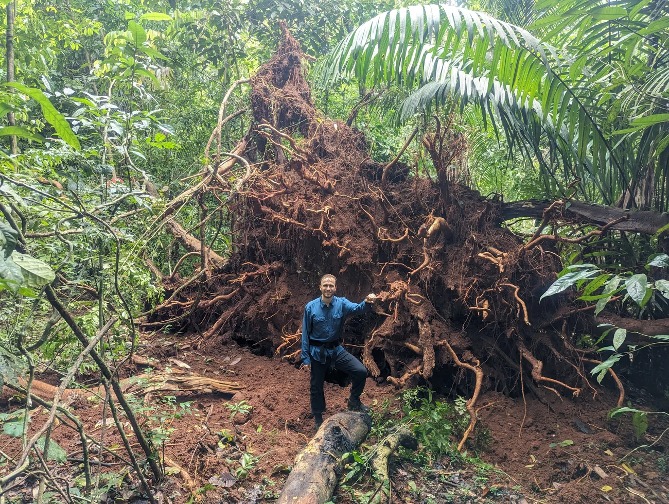 Evan Gora, ecologista forestal, examina las raíces expuestas de un árbol derribado por una tormenta eléctrica.