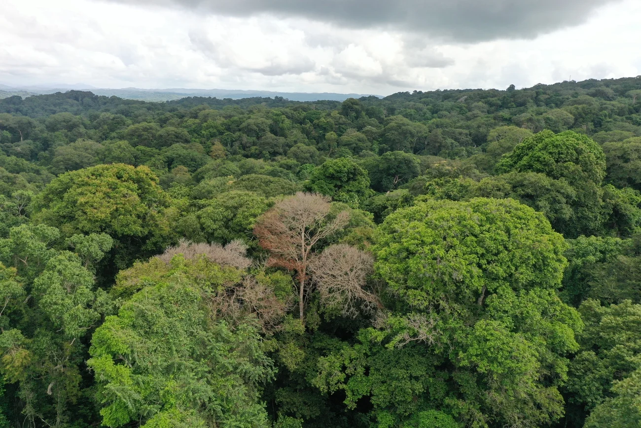 Varios árboles muestran daños visibles tras ser alcanzados por rayos en un bosque