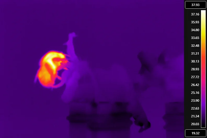 Imagen termográfica de un abejorro durante la polinización