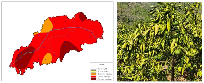 extensión de la sequía en la TGR y afectación de naranjos navel en Xingshan al cierre de septiembre de 2024