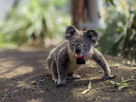 Koala