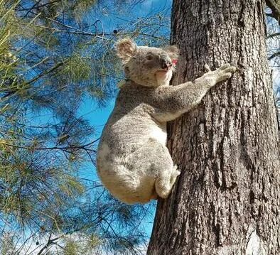 Koala en estado salvaje con collar equipado con registrador GPS y acelerómetro
