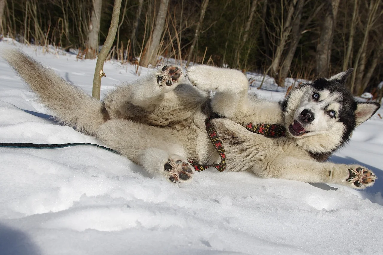 Perro de trineo groenlandés descansando sobre la nieve en Groenlandia