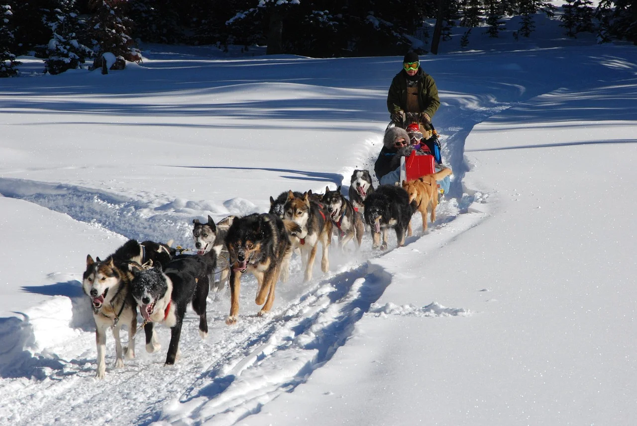 Perros de trineo groenlandeses