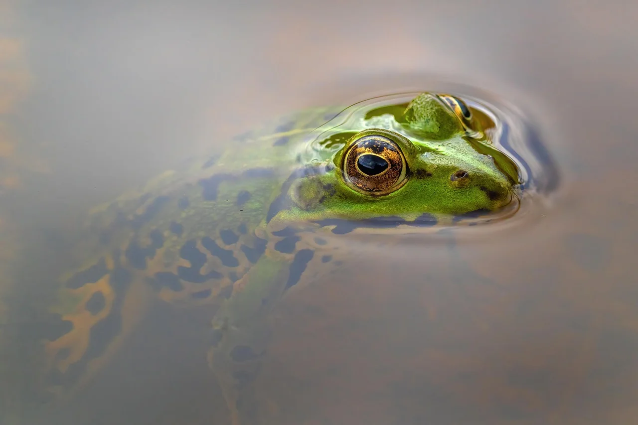 Rana