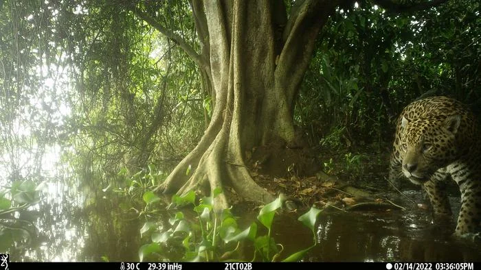 Jaguar junto a un árbol en una zona inundada del Pantanal, Brasil.