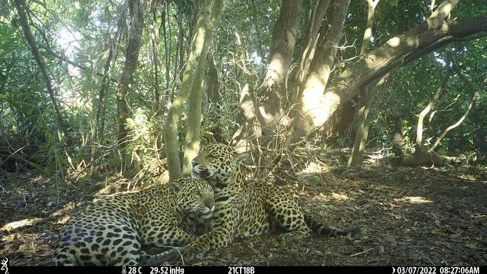 Dos jaguares recostados juntos bajo la sombra de la selva en el Pantanal.