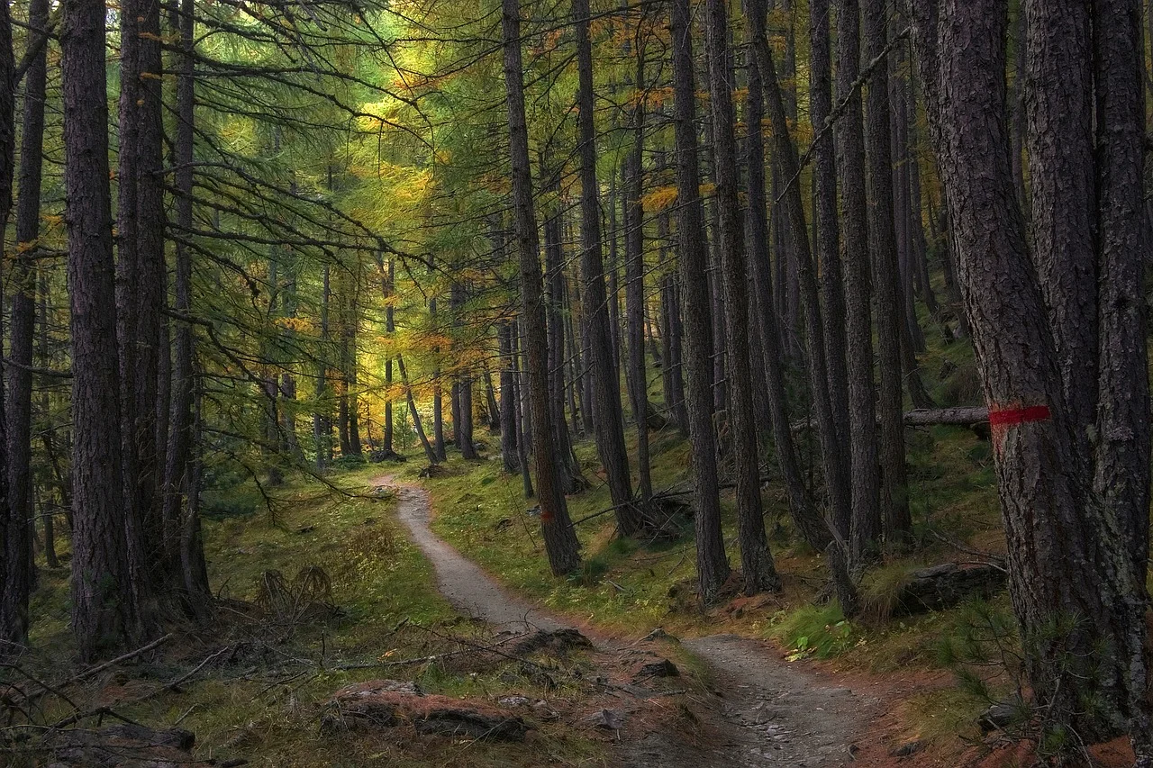 Bosque